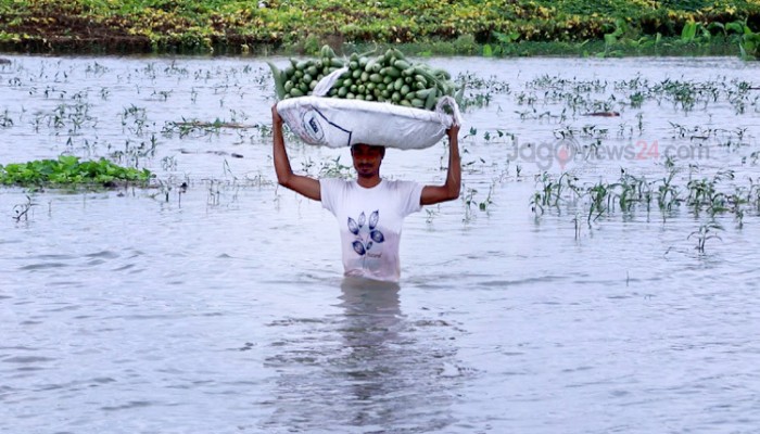 পাবনায় বন্যার পানিতে তলিয়ে গেছে দেড় হাজার বিঘা সবজিক্ষেত