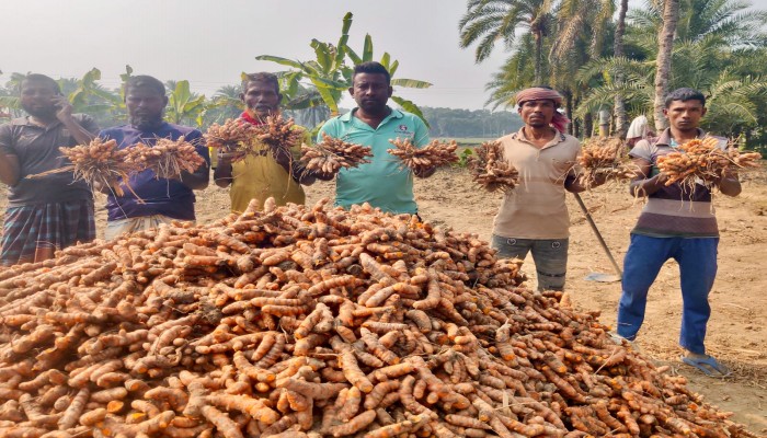১০ কাঠা জমিতে ৯২ মণ হলুদ! পুঠিয়ার মিজানের অভাবনীয় সাফল্য