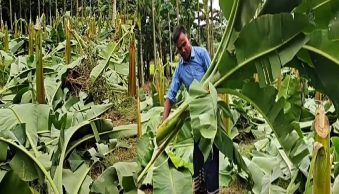 দুর্বৃত্তরা এক রাতে কেটে ফেললো দুই শতাধিক কলার গাছ 